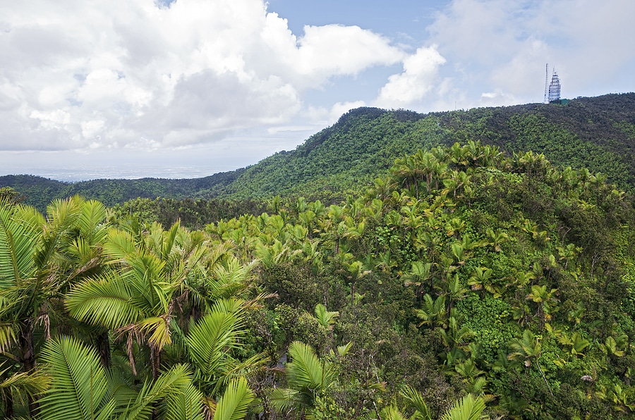  El Yunque National Forest