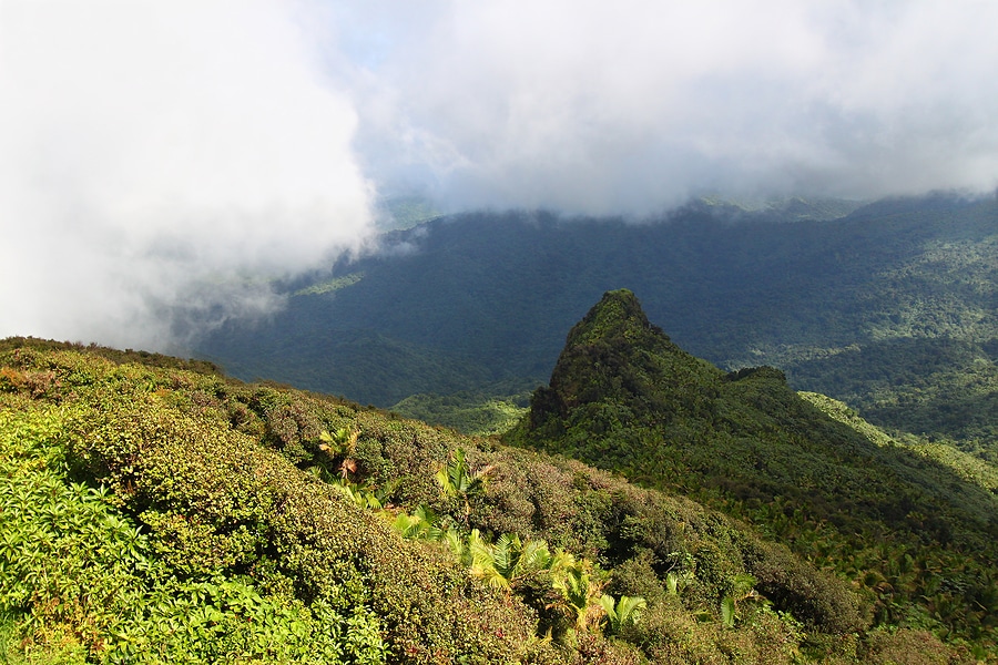 Driving from San Juan to El Yunque: What to Expect